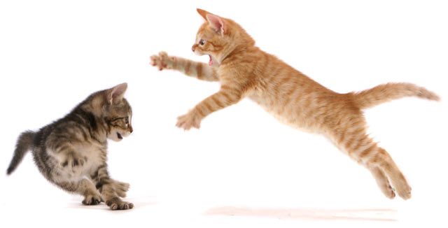 i'm the left cat